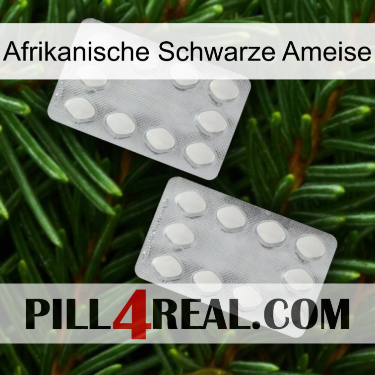 African Black Ant 17